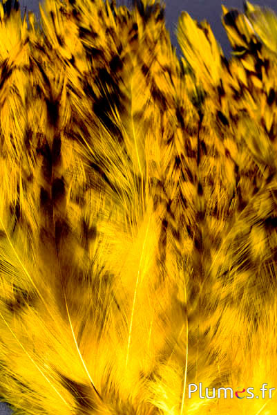 Coq cou - 8-12 cm - jaune